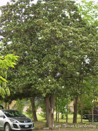 magnolia tree with sapsucker damage